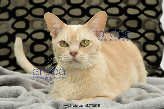 : 80194483 Cat - Burmese Jean-Michel Labat All images : 80194483 Cat - Burmese Jean-Michel Labat All images