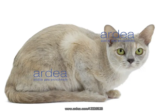 : 80194485 Cat - Burmese Jean-Michel Labat All images : 80194485 Cat - Burmese Jean-Michel Labat All images