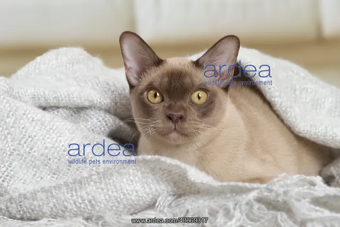 : 80194519 Cat - Burmese Jean-Michel Labat All images : 80194519 Cat - Burmese Jean-Michel Labat All images