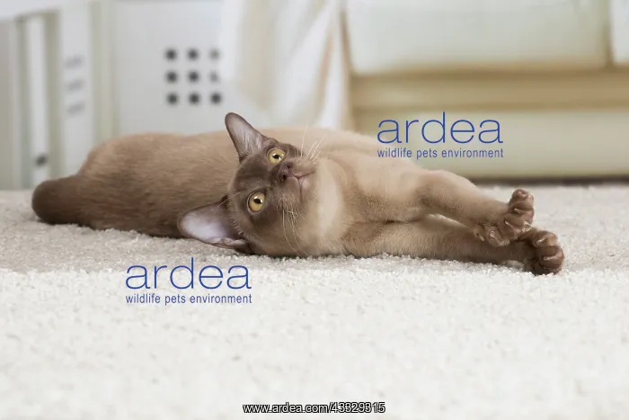 : 80194520 Cat - Burmese Jean-Michel Labat All images : 80194520 Cat - Burmese Jean-Michel Labat All images