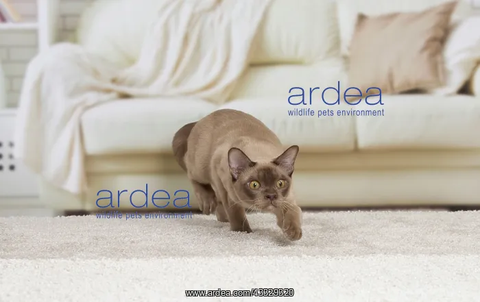: 80194521 Cat - Burmese Jean-Michel Labat All images : 80194521 Cat - Burmese Jean-Michel Labat All images