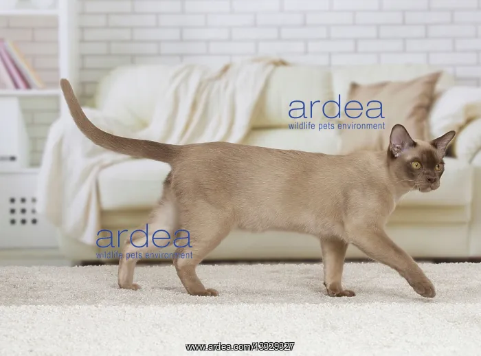 : 80194523 Cat - Burmese Jean-Michel Labat All images : 80194523 Cat - Burmese Jean-Michel Labat All images