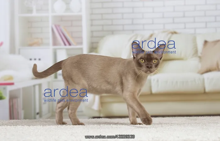 : 80194524 Cat - Burmese Jean-Michel Labat All images : 80194524 Cat - Burmese Jean-Michel Labat All images