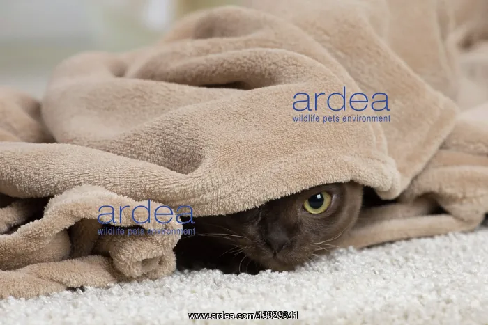 : 80194527 Cat - Burmese Jean-Michel Labat All images : 80194527 Cat - Burmese Jean-Michel Labat All images