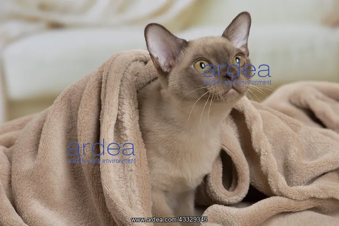 : 80194528 Cat - Burmese Jean-Michel Labat All images : 80194528 Cat - Burmese Jean-Michel Labat All images