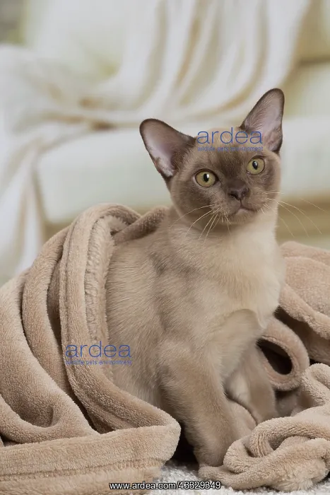 : 80194529 Cat - Burmese Jean-Michel Labat All images : 80194529 Cat - Burmese Jean-Michel Labat All images
