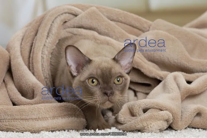 : 80194530 Cat - Burmese Jean-Michel Labat All images : 80194530 Cat - Burmese Jean-Michel Labat All images