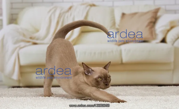 : 80194531 Cat - Burmese Jean-Michel Labat All images : 80194531 Cat - Burmese Jean-Michel Labat All images