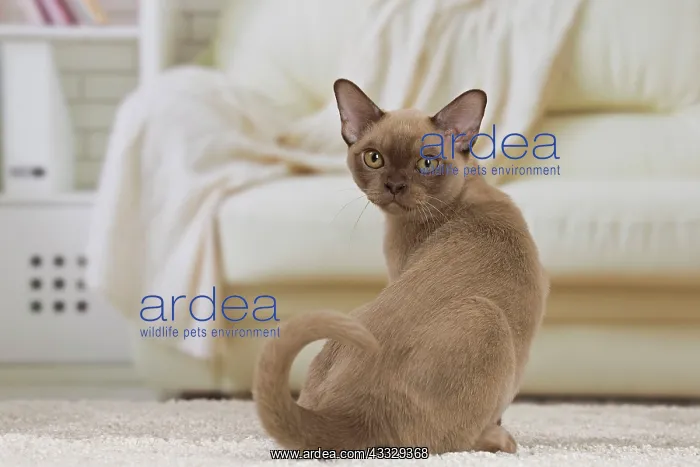 : 80194532 Cat - Burmese Jean-Michel Labat All images : 80194532 Cat - Burmese Jean-Michel Labat All images