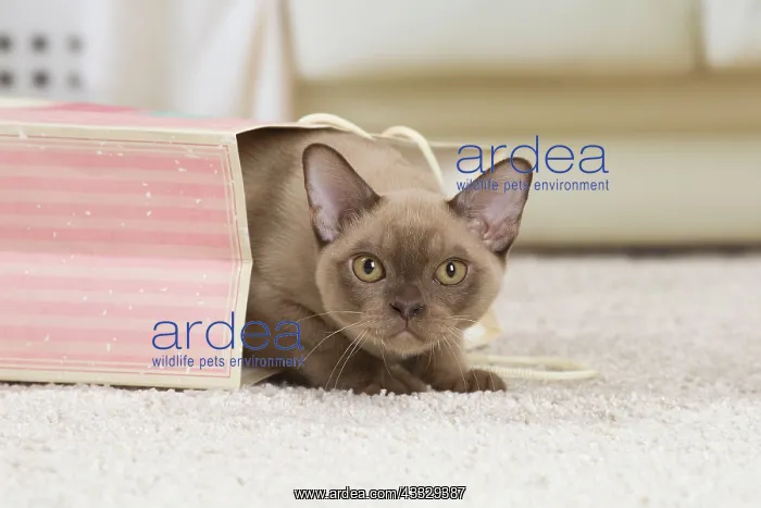 : 80194534 Cat - Burmese Jean-Michel Labat All images : 80194534 Cat - Burmese Jean-Michel Labat All images