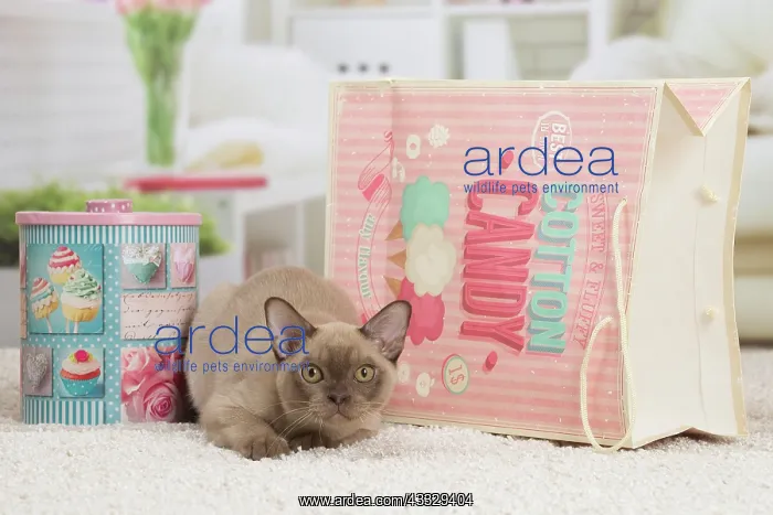 : 80194536 Cat - Burmese Jean-Michel Labat All images : 80194536 Cat - Burmese Jean-Michel Labat All images
