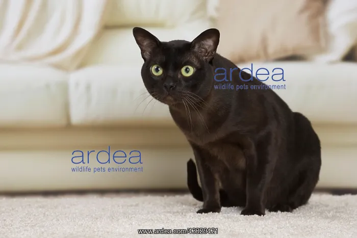 : 80194538 Cat - Burmese Jean-Michel Labat All images : 80194538 Cat - Burmese Jean-Michel Labat All images