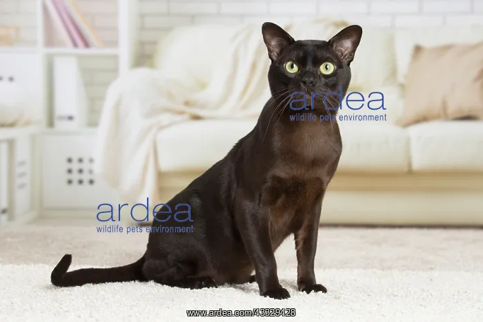 : 80194539 Cat - Burmese Jean-Michel Labat All images : 80194539 Cat - Burmese Jean-Michel Labat All images
