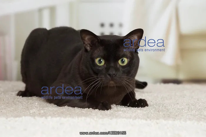 : 80194542 Cat - Burmese Jean-Michel Labat All images : 80194542 Cat - Burmese Jean-Michel Labat All images