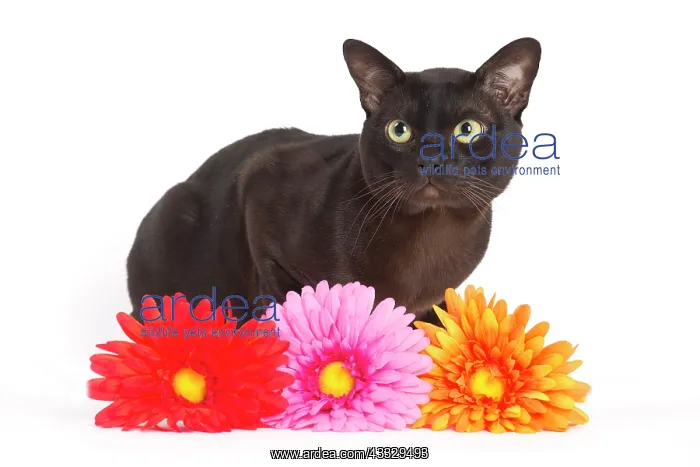 : 80194546 Cat - Burmese Jean-Michel Labat All images : 80194546 Cat - Burmese Jean-Michel Labat All images