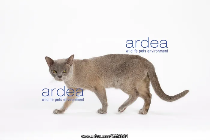: 80194547 Cat - Burmese Jean-Michel Labat All images : 80194547 Cat - Burmese Jean-Michel Labat All images