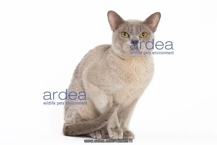 : 80194548 Cat - Burmese Jean-Michel Labat All images : 80194548 Cat - Burmese Jean-Michel Labat All images