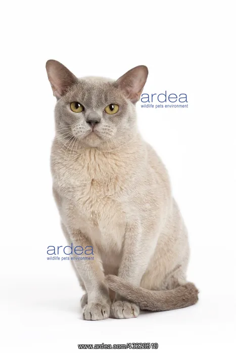 : 80194549 Cat - Burmese Jean-Michel Labat All images : 80194549 Cat - Burmese Jean-Michel Labat All images