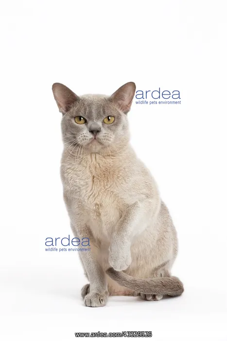 : 80194550 Cat - Burmese Jean-Michel Labat All images : 80194550 Cat - Burmese Jean-Michel Labat All images
