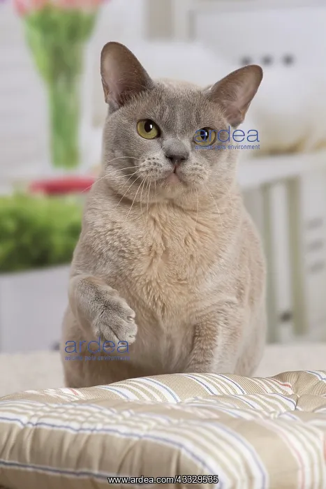 : 80194551 Cat - Burmese Jean-Michel Labat All images : 80194551 Cat - Burmese Jean-Michel Labat All images