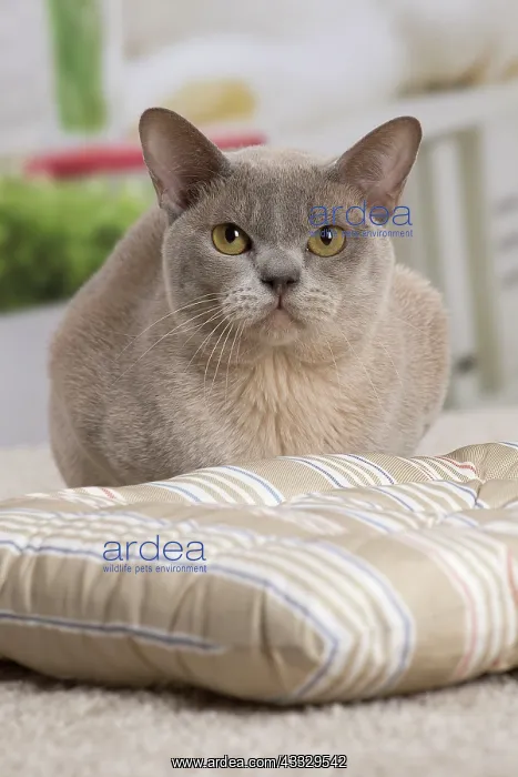 : 80194552 Cat - Burmese Jean-Michel Labat All images : 80194552 Cat - Burmese Jean-Michel Labat All images