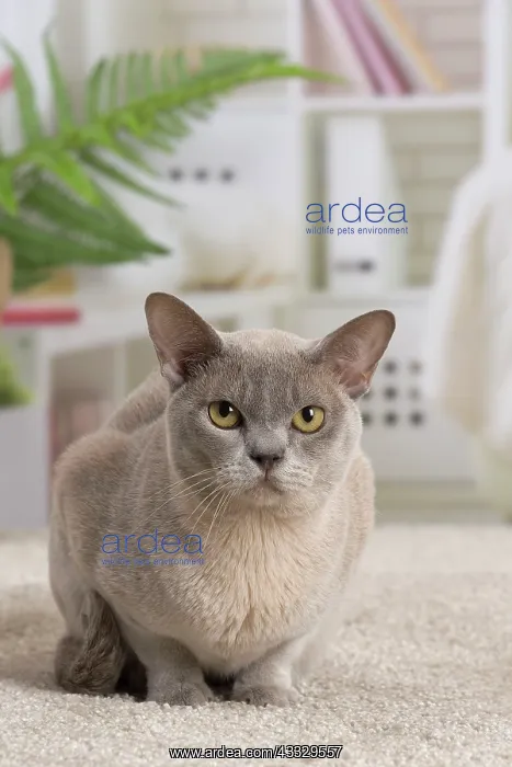 : 80194554 Cat - Burmese Jean-Michel Labat All images : 80194554 Cat - Burmese Jean-Michel Labat All images