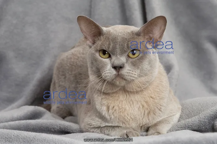 : 80194555 Cat - Burmese Jean-Michel Labat All images : 80194555 Cat - Burmese Jean-Michel Labat All images