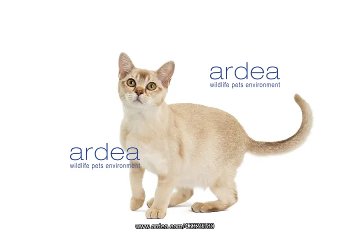  : 80194557 Cat - Burmilla Jean-Michel Labat All images