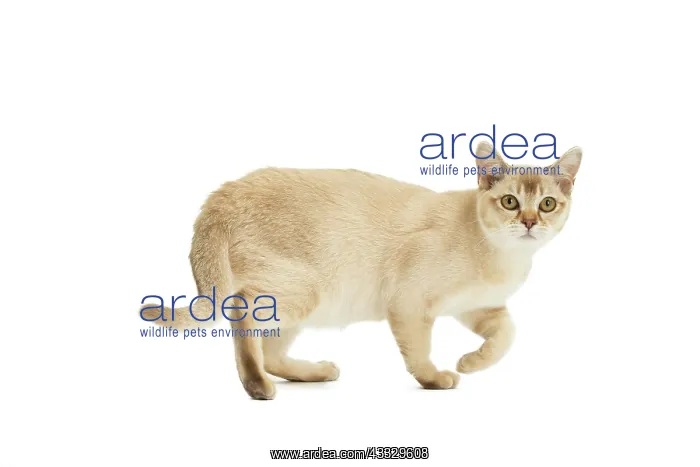  : 80194561 Cat - Burmilla Jean-Michel Labat All images