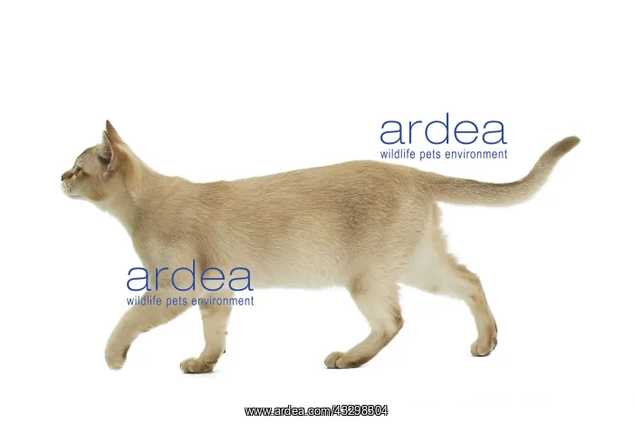 : 80194570 Cat - Burmilla Jean-Michel Labat All images : 80194570 Cat - Burmilla Jean-Michel Labat All images