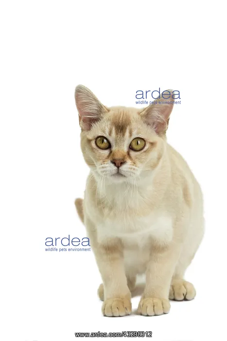 : 80194571 Cat - Burmilla Jean-Michel Labat All images : 80194571 Cat - Burmilla Jean-Michel Labat All images
