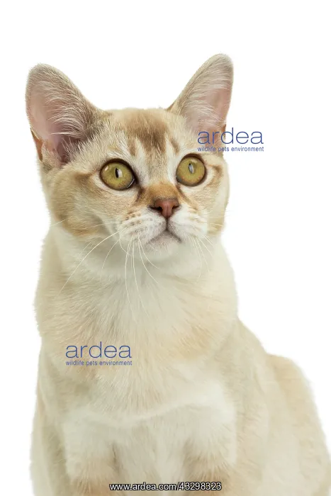 : 80194572 Cat - Burmilla Jean-Michel Labat All images : 80194572 Cat - Burmilla Jean-Michel Labat All images
