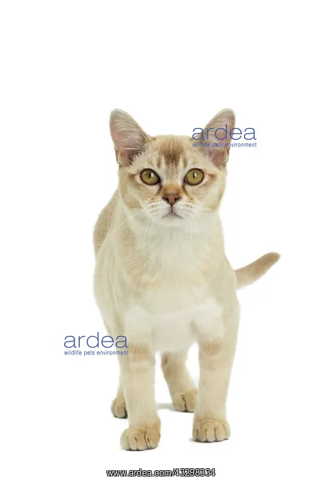 : 80194573 Cat - Burmilla Jean-Michel Labat All images : 80194573 Cat - Burmilla Jean-Michel Labat All images