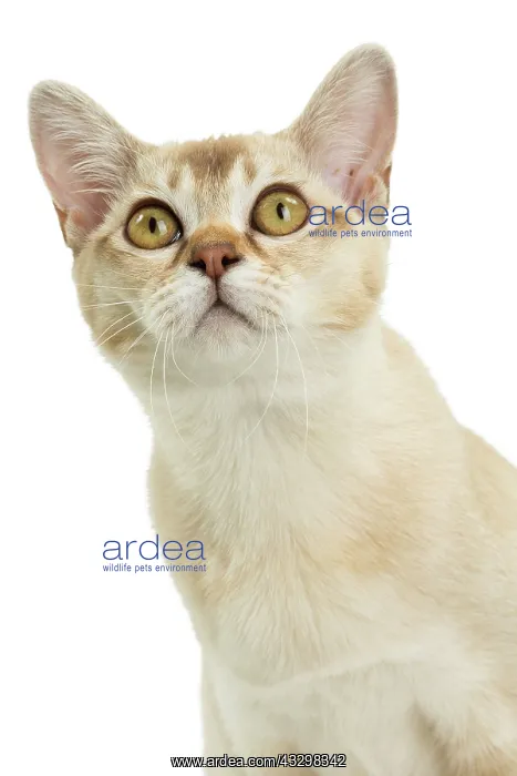 : 80194574 Cat - Burmilla Jean-Michel Labat All images : 80194574 Cat - Burmilla Jean-Michel Labat All images
