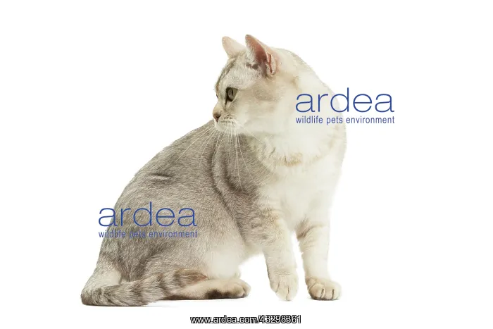 : 80194576 Cat - Burmilla Jean-Michel Labat All images : 80194576 Cat - Burmilla Jean-Michel Labat All images