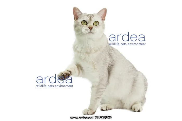 : 80194577 Cat - Burmilla Jean-Michel Labat All images : 80194577 Cat - Burmilla Jean-Michel Labat All images