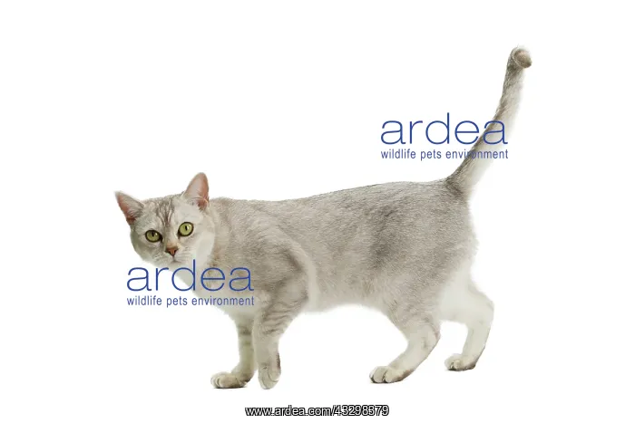 : 80194578 Cat - Burmilla Jean-Michel Labat All images : 80194578 Cat - Burmilla Jean-Michel Labat All images
