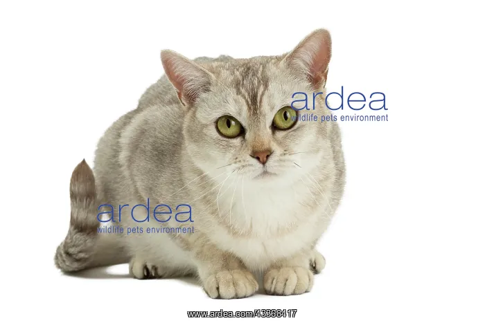 : 80194580 Cat - Burmilla Jean-Michel Labat All images : 80194580 Cat - Burmilla Jean-Michel Labat All images