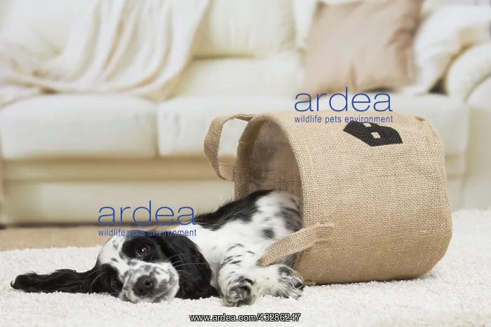 : 80194639 Dog - English Cocker Spaniel puppy Jean-Michel : 80194639 Dog - English Cocker Spaniel puppy Jean-Michel