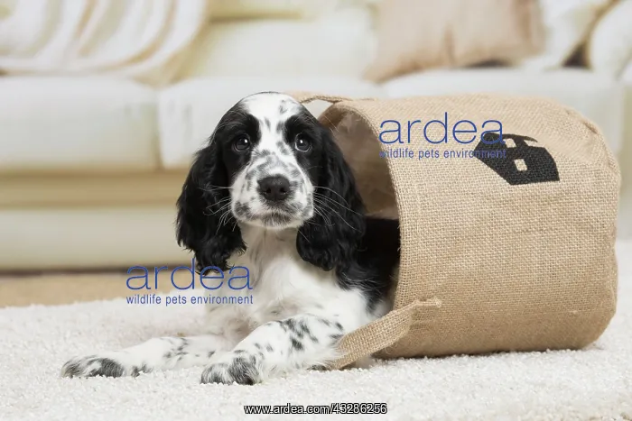 : 80194640 Dog - English Cocker Spaniel puppy Jean-Michel : 80194640 Dog - English Cocker Spaniel puppy Jean-Michel