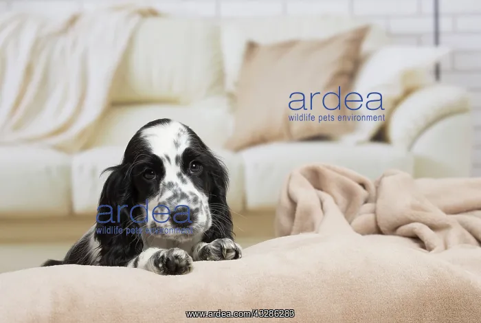: 80194643 Dog - English Cocker Spaniel puppy Jean-Michel : 80194643 Dog - English Cocker Spaniel puppy Jean-Michel