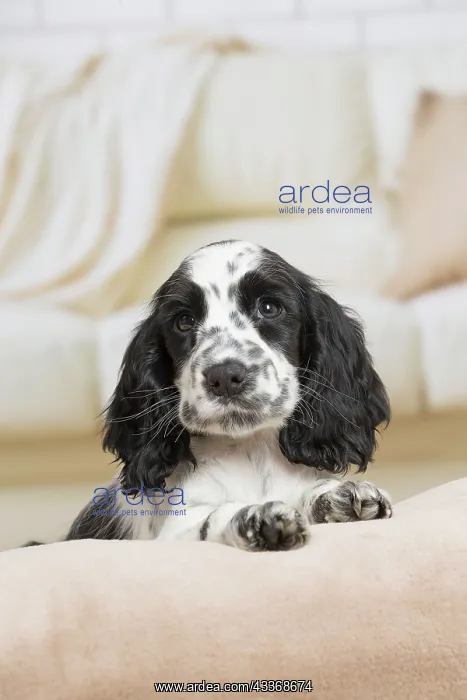 : 80194644 Dog - English Cocker Spaniel puppy Jean-Michel : 80194644 Dog - English Cocker Spaniel puppy Jean-Michel