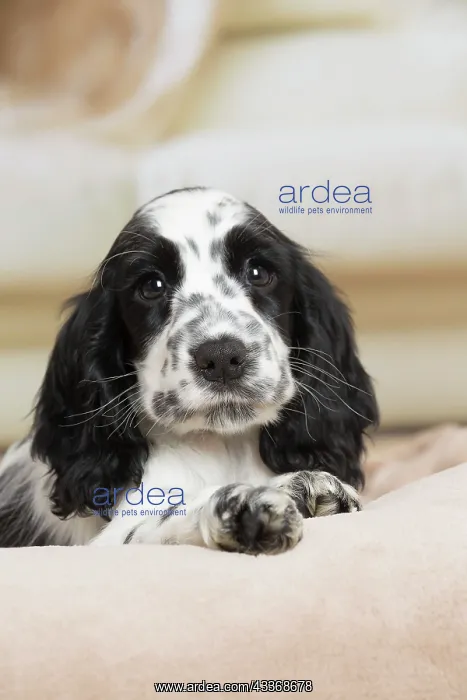 : 80194645 Dog - English Cocker Spaniel puppy Jean-Michel : 80194645 Dog - English Cocker Spaniel puppy Jean-Michel