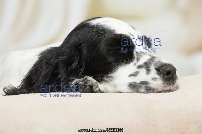 : 80194646 Dog - English Cocker Spaniel puppy Jean-Michel : 80194646 Dog - English Cocker Spaniel puppy Jean-Michel