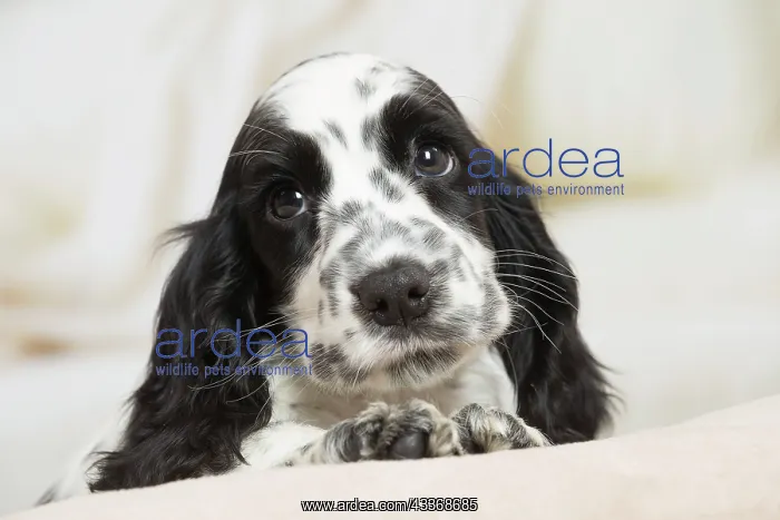 : 80194647 Dog - English Cocker Spaniel puppy Jean-Michel : 80194647 Dog - English Cocker Spaniel puppy Jean-Michel