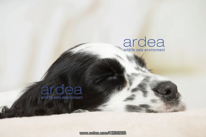 : 80194648 Dog - English Cocker Spaniel puppy Jean-Michel : 80194648 Dog - English Cocker Spaniel puppy Jean-Michel