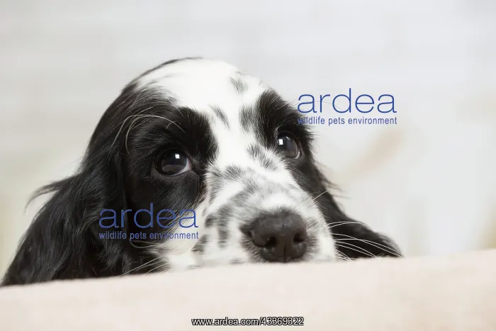 : 80194649 Dog - English Cocker Spaniel puppy Jean-Michel : 80194649 Dog - English Cocker Spaniel puppy Jean-Michel