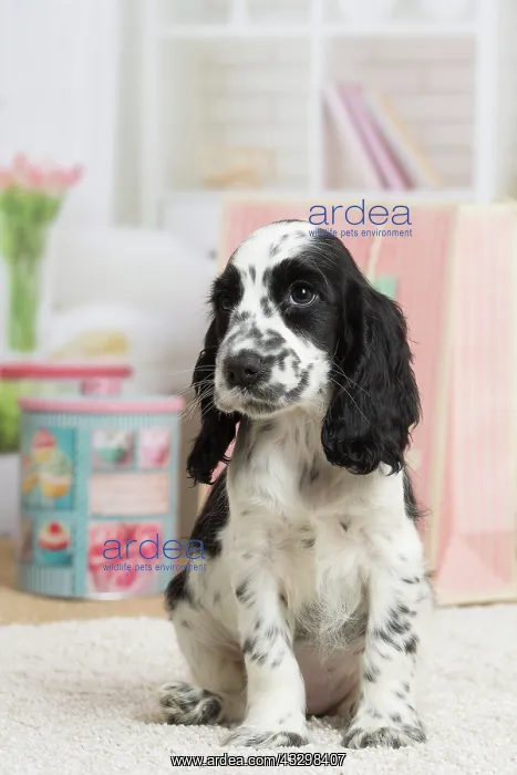 : 80194650 Dog - English Cocker Spaniel puppy Jean-Michel : 80194650 Dog - English Cocker Spaniel puppy Jean-Michel