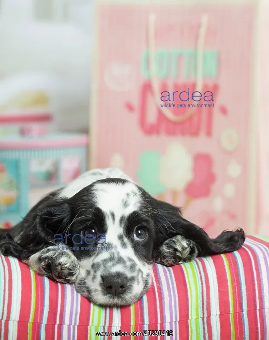 : 80194651 Dog - English Cocker Spaniel puppy Jean-Michel : 80194651 Dog - English Cocker Spaniel puppy Jean-Michel
