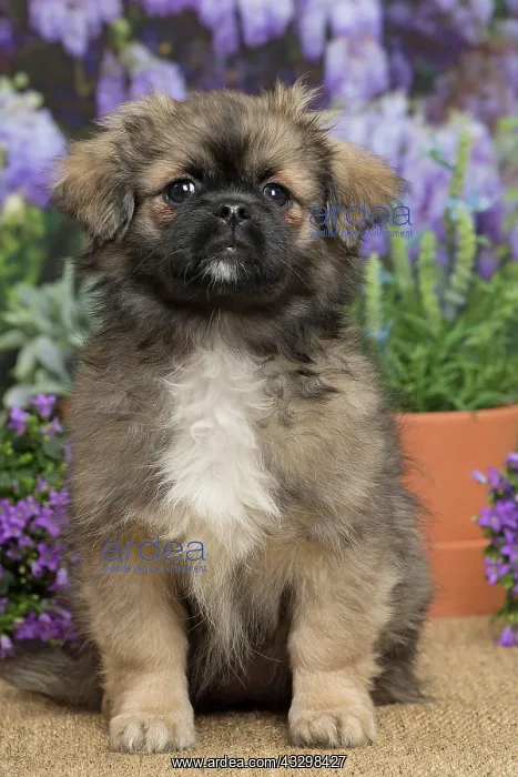 : 80194652 Dog - Tibetan Spaniel puppy Jean-Michel : 80194652 Dog - Tibetan Spaniel puppy Jean-Michel